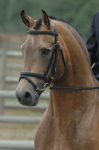 Morgan Horses